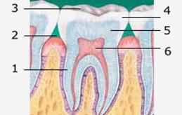 Антомия зубов